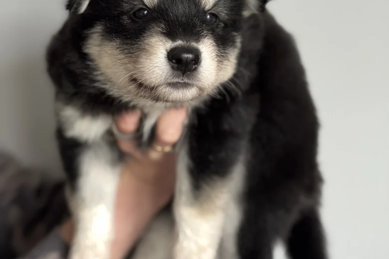 Siberian Husky