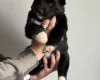 Siberian Husky