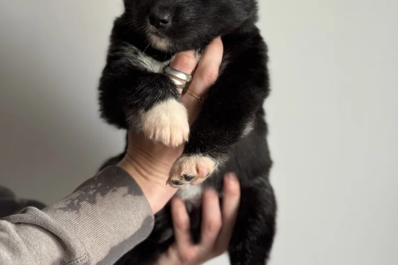 Siberian Husky