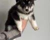 Siberian Husky