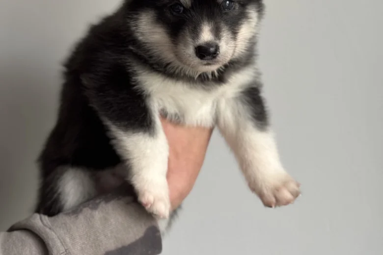 Siberian Husky