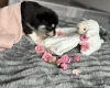 Siberian Husky