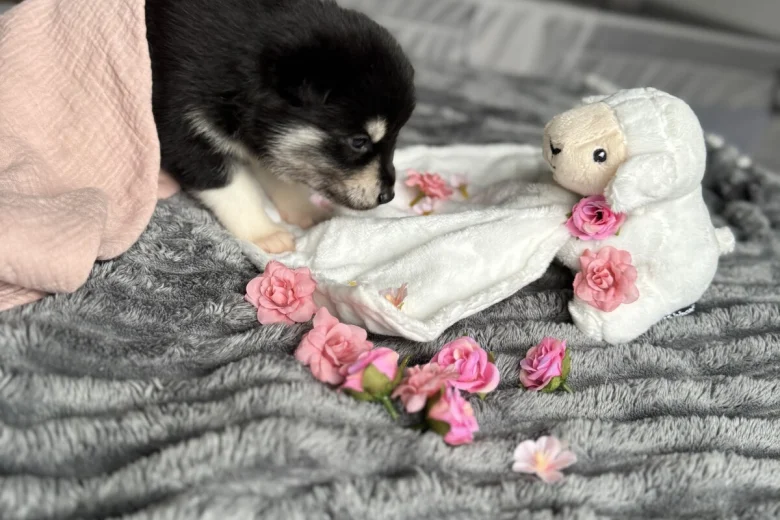 Siberian Husky