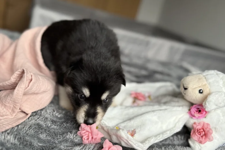 Siberian Husky