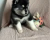 Siberian Husky