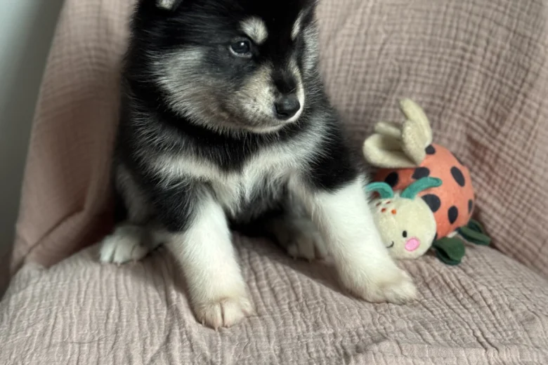 Siberian Husky