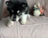 Siberian Husky