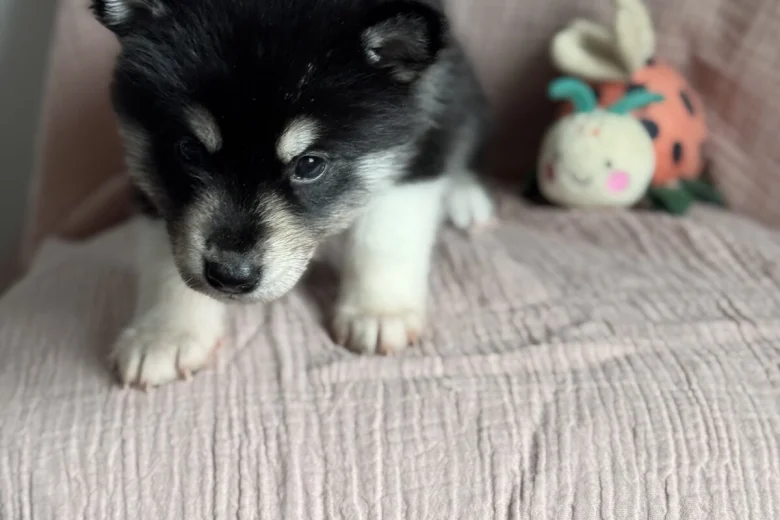 Siberian Husky