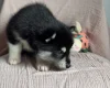 Siberian Husky
