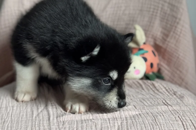 Siberian Husky