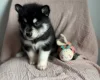 Siberian Husky