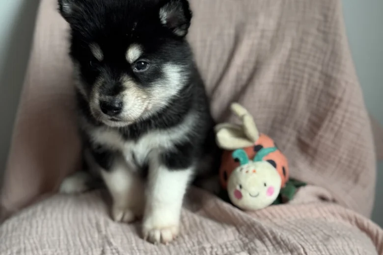 Siberian Husky