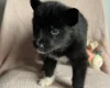 Siberian Husky