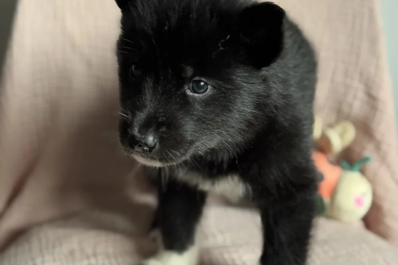 Siberian Husky