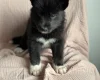 Siberian Husky