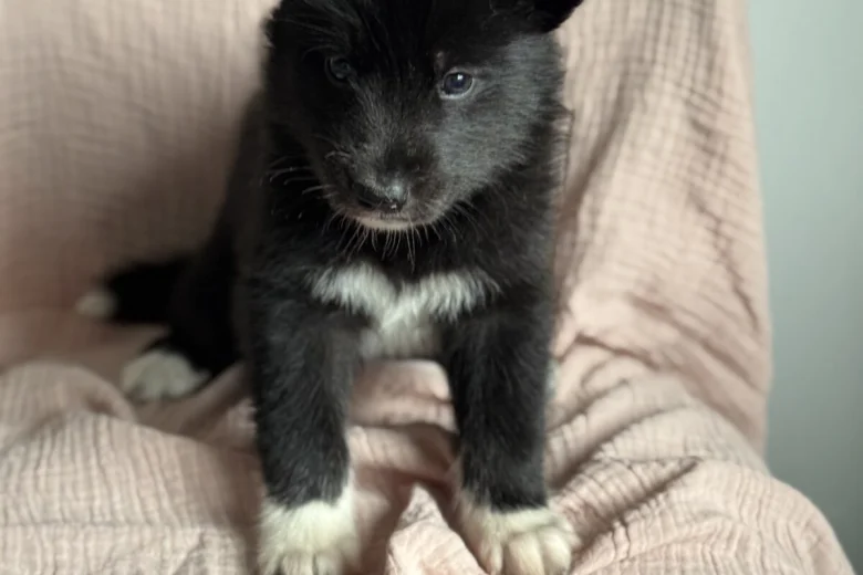 Siberian Husky