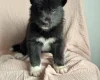 Siberian Husky