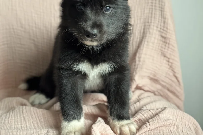 Siberian Husky