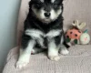 Siberian Husky