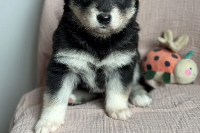 Siberian Husky