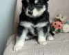 Siberian Husky