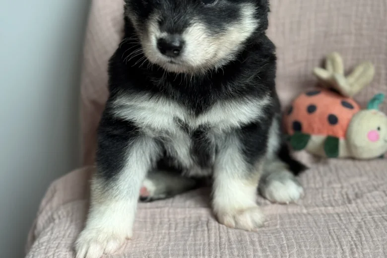 Siberian Husky