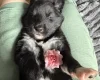 Siberian Husky