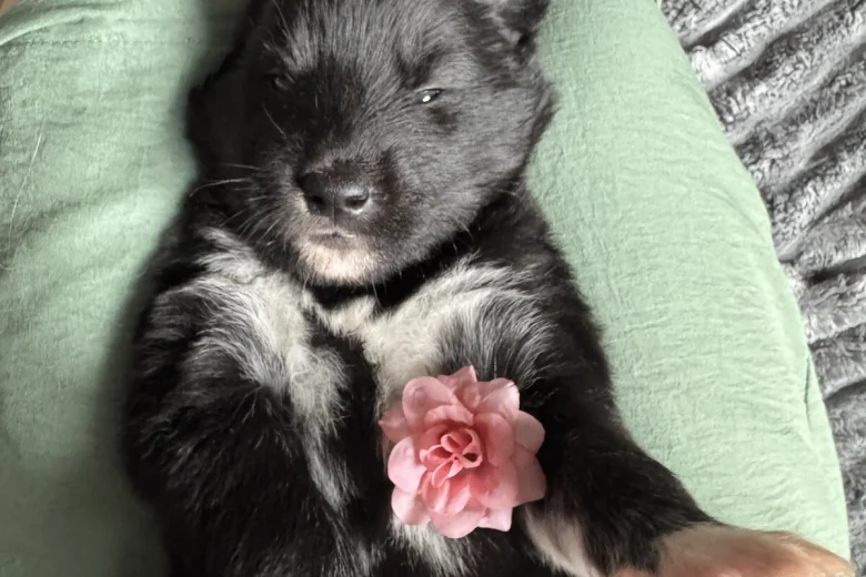Siberian Husky