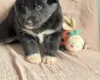 Siberian Husky
