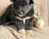 Siberian Husky