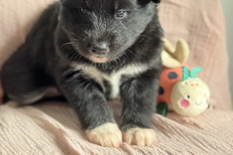 Siberian Husky