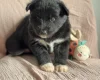 Siberian Husky