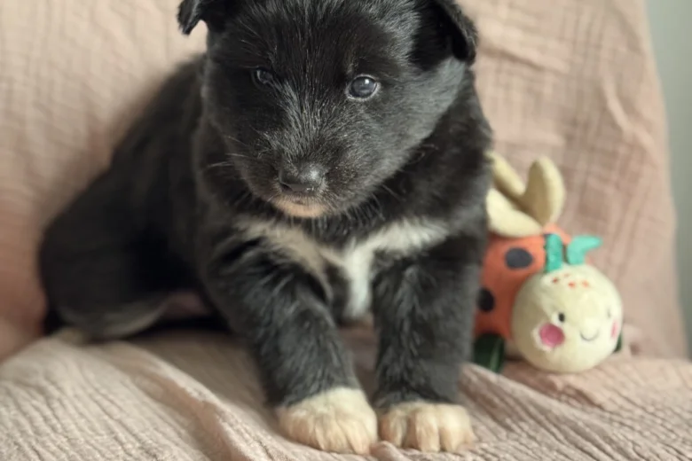 Siberian Husky