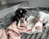 Siberian Husky