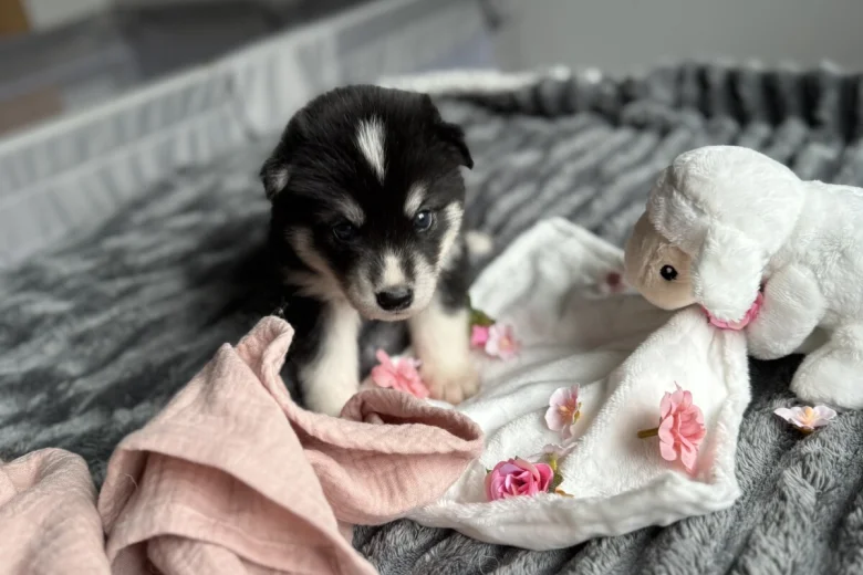 Siberian Husky