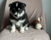 Siberian Husky