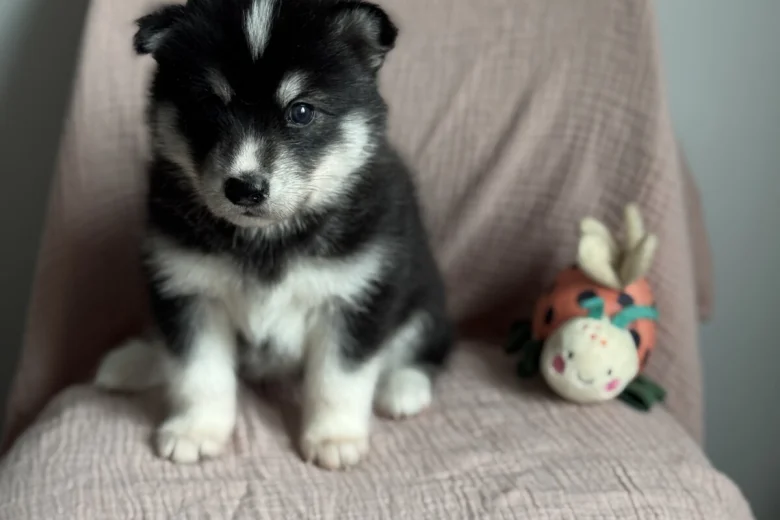 Siberian Husky