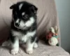 Siberian Husky