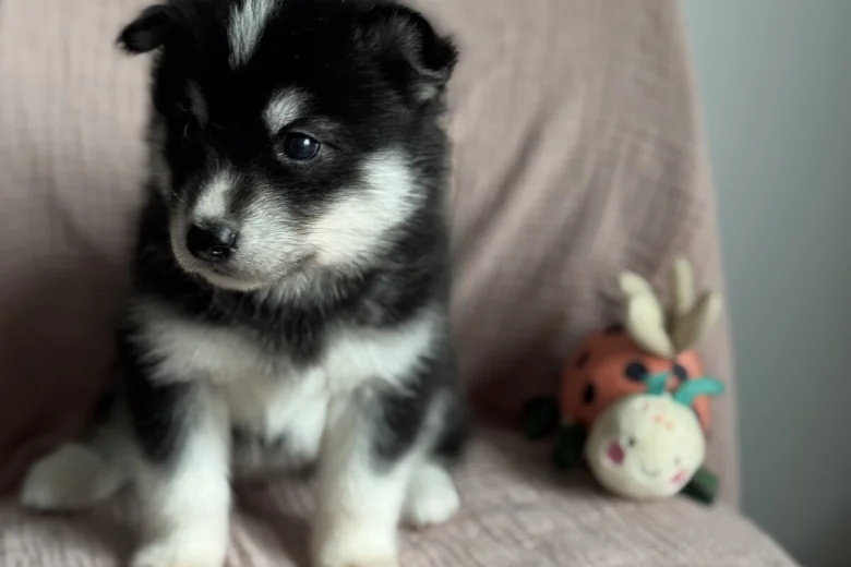 Siberian Husky