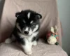 Siberian Husky