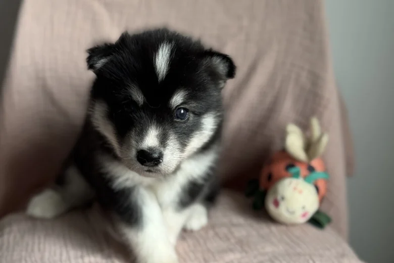 Siberian Husky