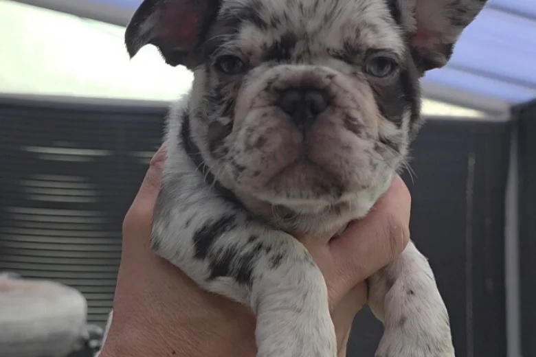 French Bulldog