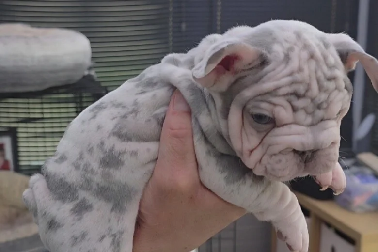 French Bulldog