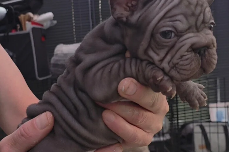 French Bulldog