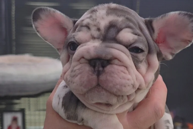 French Bulldog
