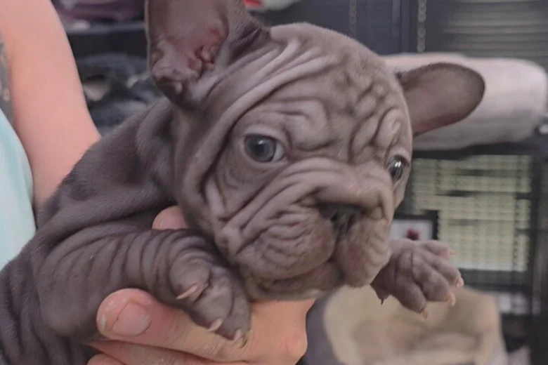 French Bulldog
