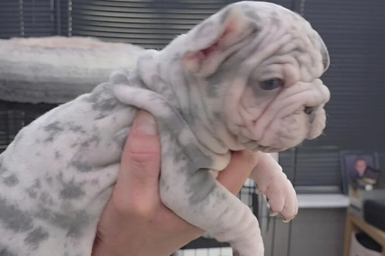 French Bulldog