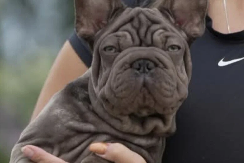 French Bulldog