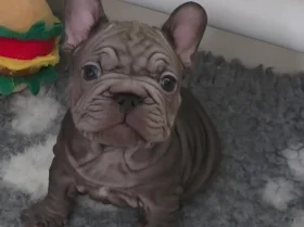 French Bulldog