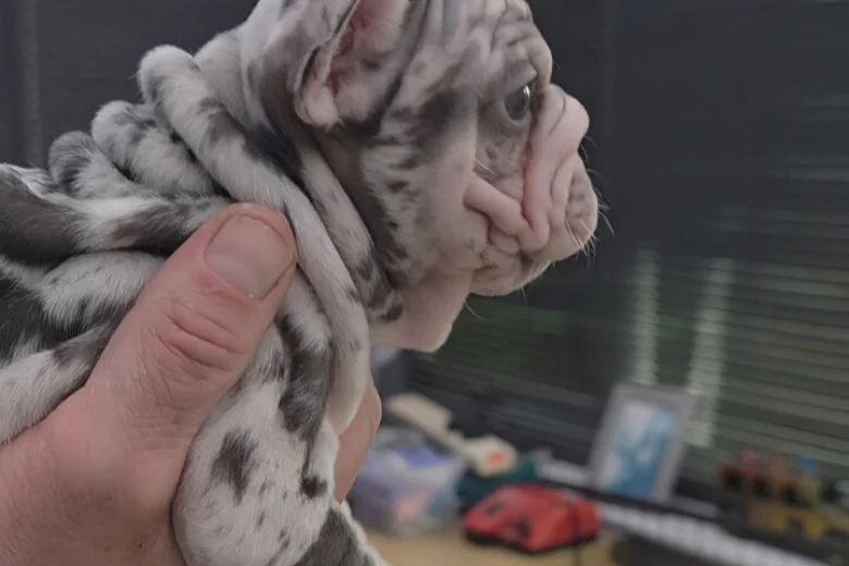 French Bulldog